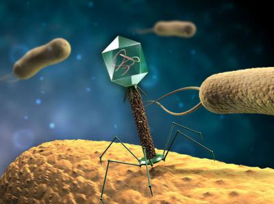Phage, Bakterien angreifen